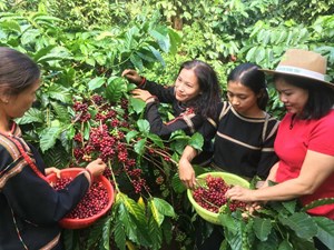 Tây Nguyên vững niềm tin phát triển đón mùa Xuân mới (31/01/2024)